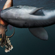 Artist’s conception of what may have occurred to result in the unusual fossil described in a new study.